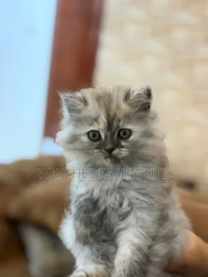 0-1 month Female Purebred Persian