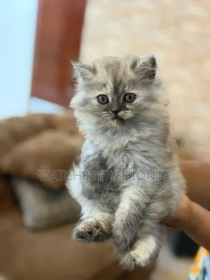 0-1 month Female Purebred Persian