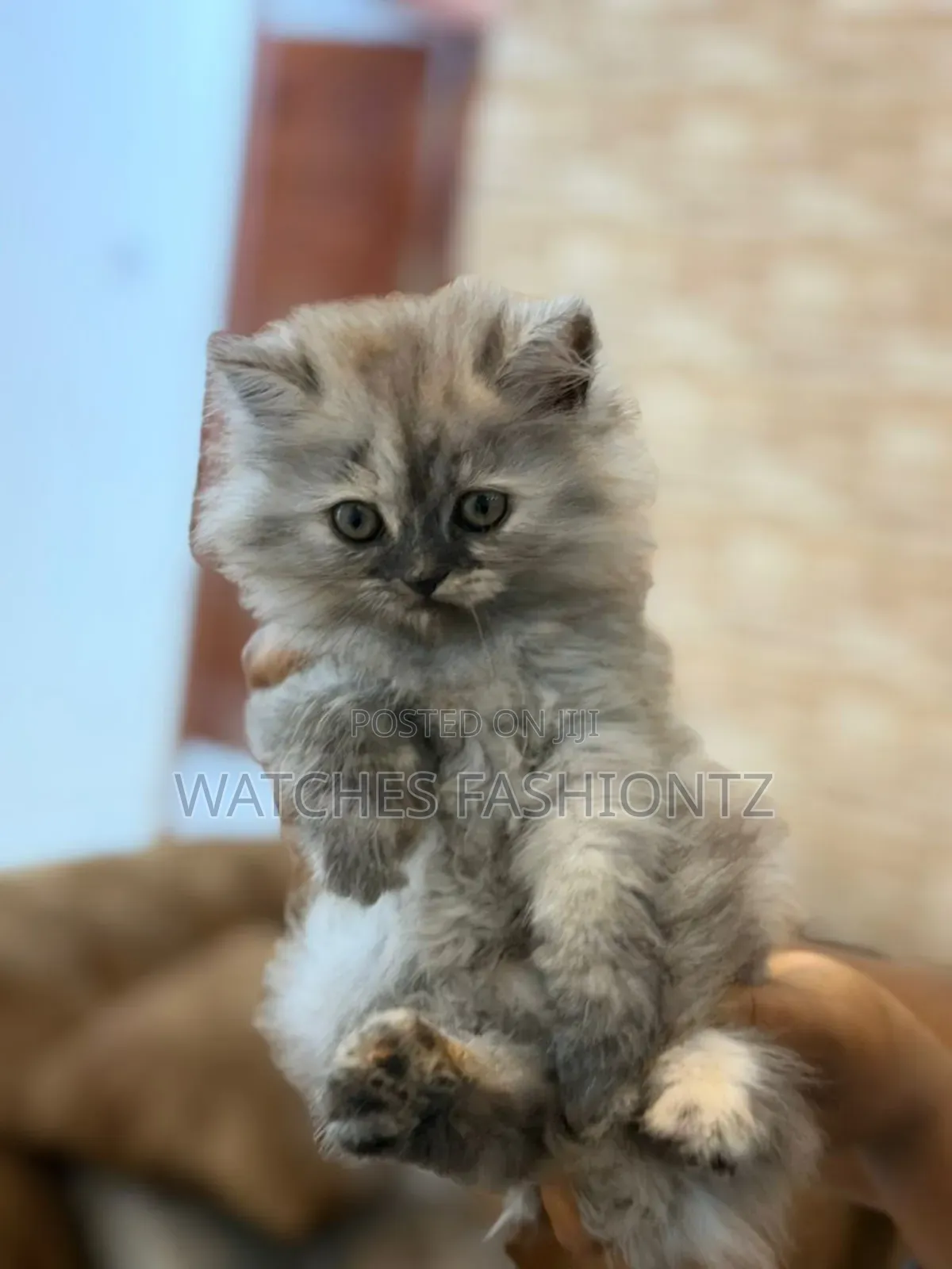 0-1 month Female Purebred Persian