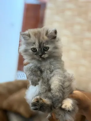 0-1 month Female Purebred Persian