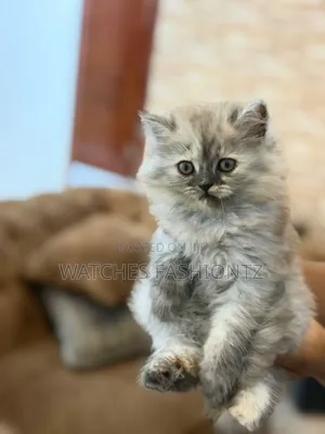 0-1 month Female Purebred Persian