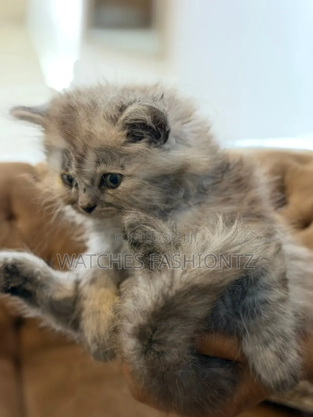 0-1 month Female Purebred Persian