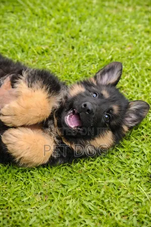1-3 months Male Purebred German Shepherd