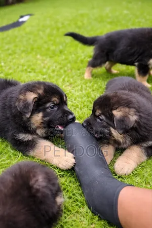 1-3 months Male Purebred German Shepherd