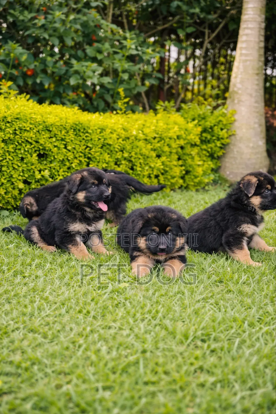1-3 months Male Purebred German Shepherd