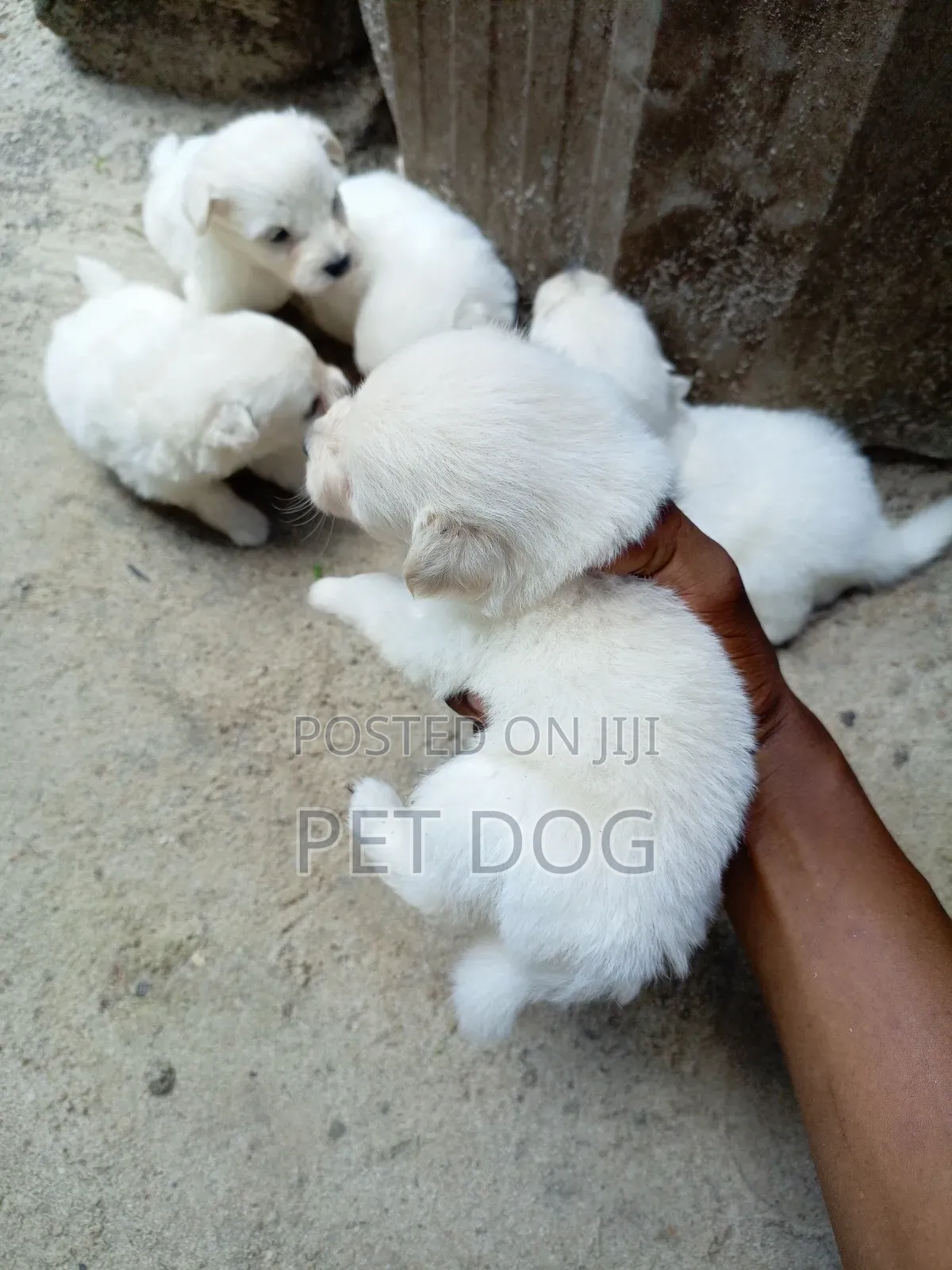 1-3 months Female Purebred Maltese