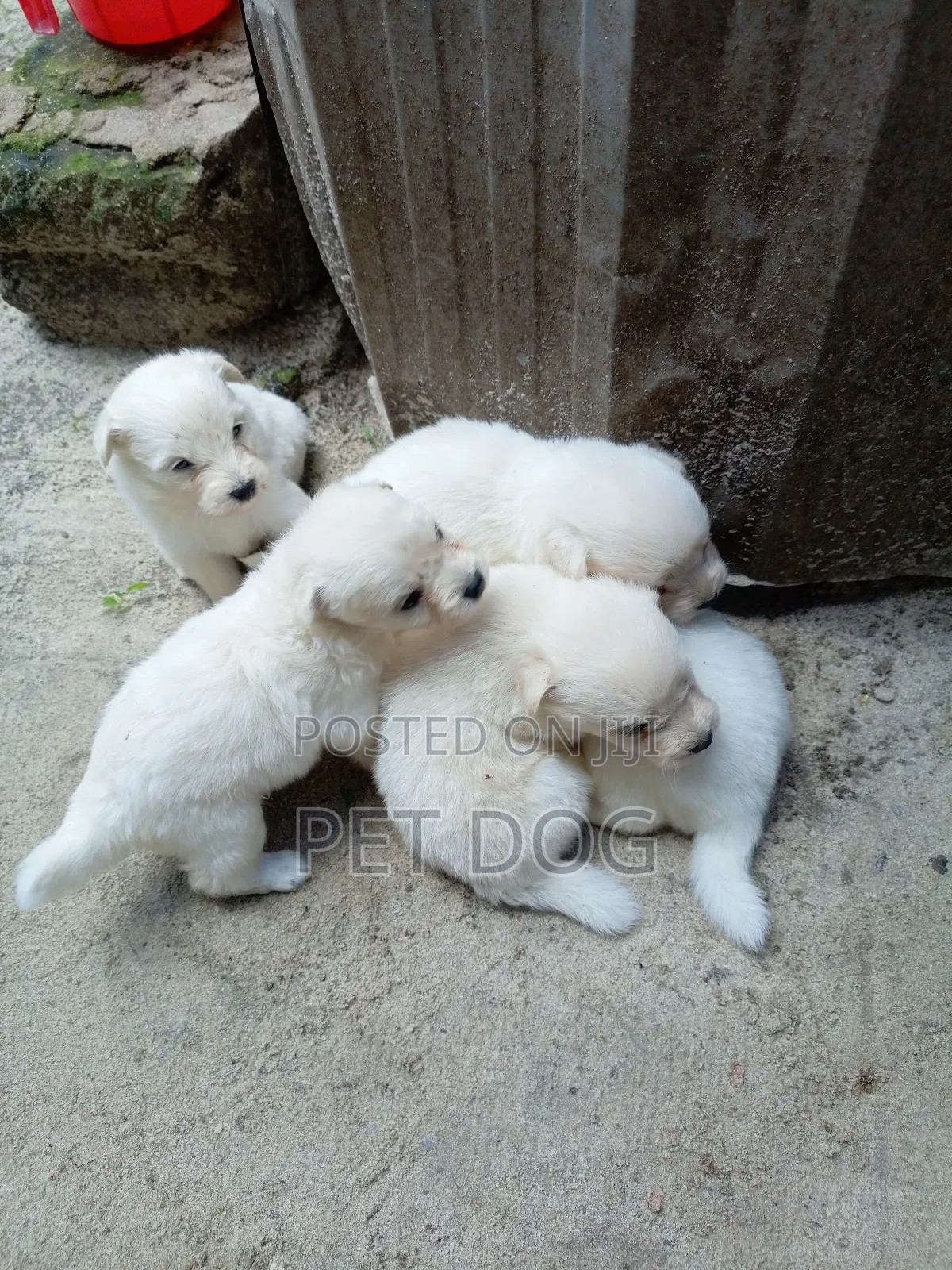 1-3 months Female Purebred Maltese