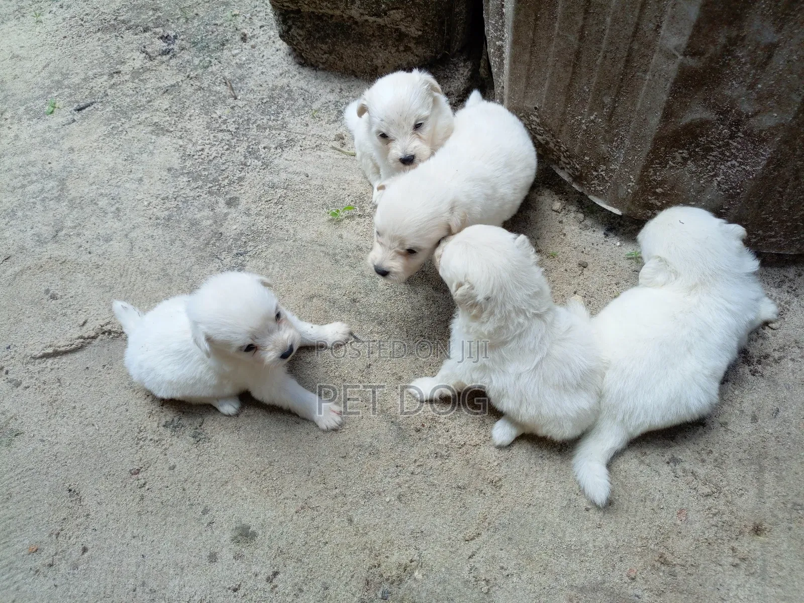 1-3 months Female Purebred Maltese