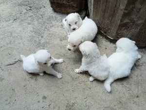 1-3 months Female Purebred Maltese