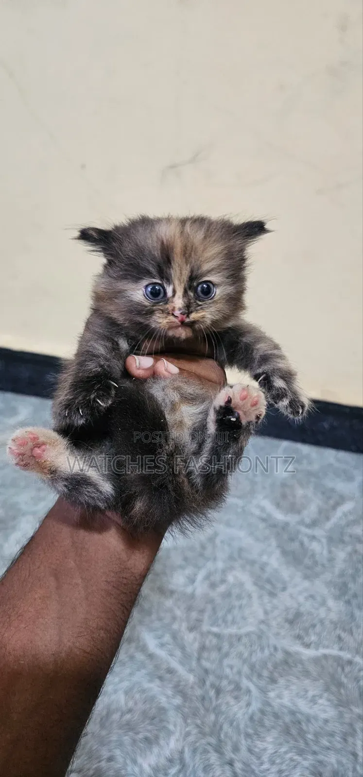 1-3 months Female Purebred Persian