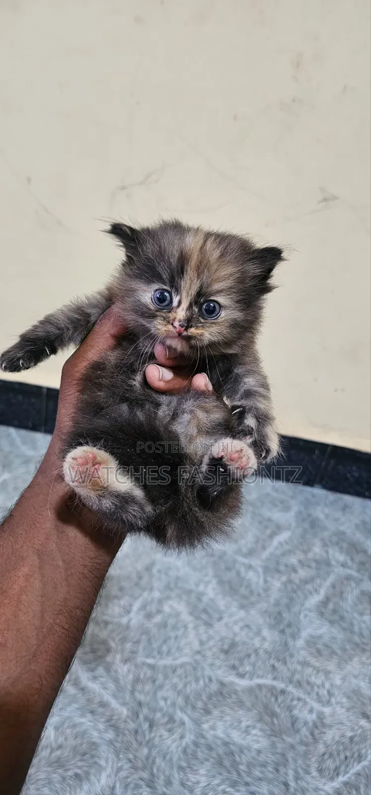 1-3 months Female Purebred Persian