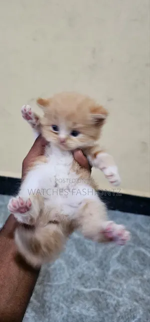 1-3 months Male Purebred Persian