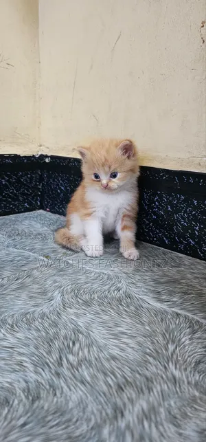 1-3 months Male Purebred Persian