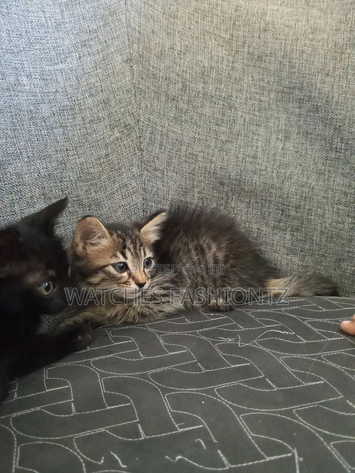 0-1 month Female Purebred Persian