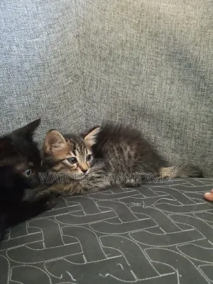0-1 month Female Purebred Persian