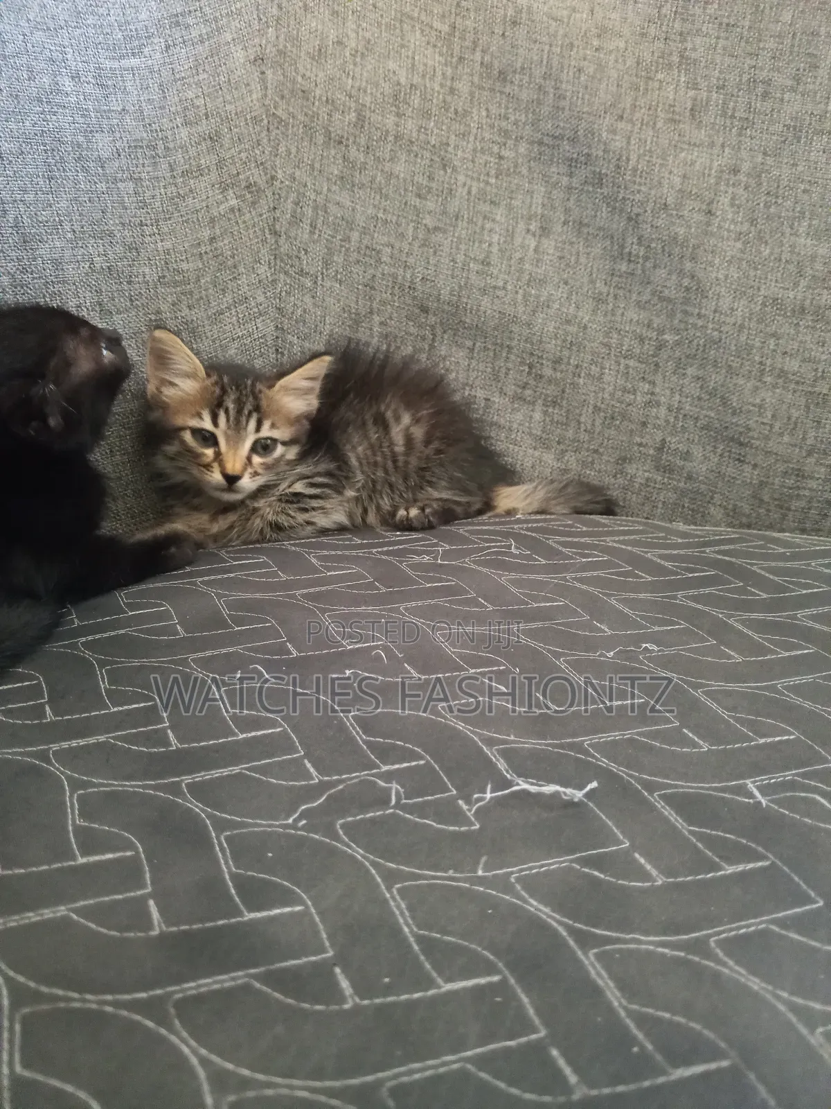 0-1 month Female Purebred Persian