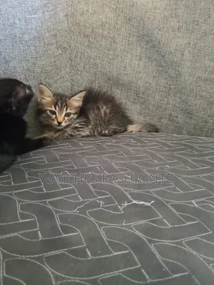 0-1 month Female Purebred Persian