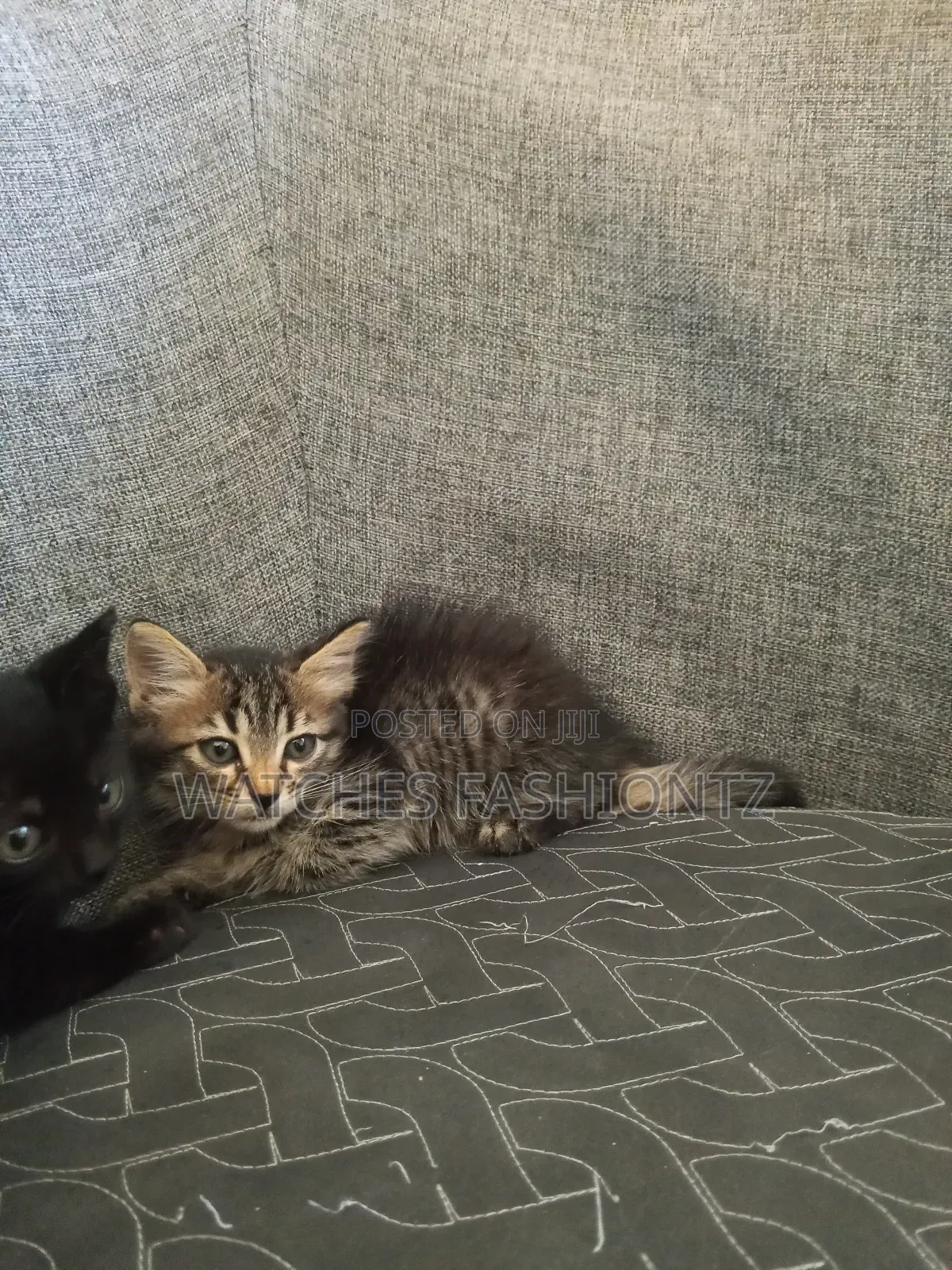 0-1 month Female Purebred Persian