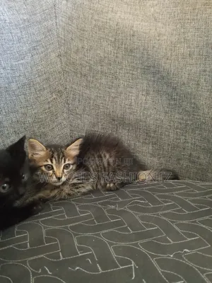 0-1 month Female Purebred Persian
