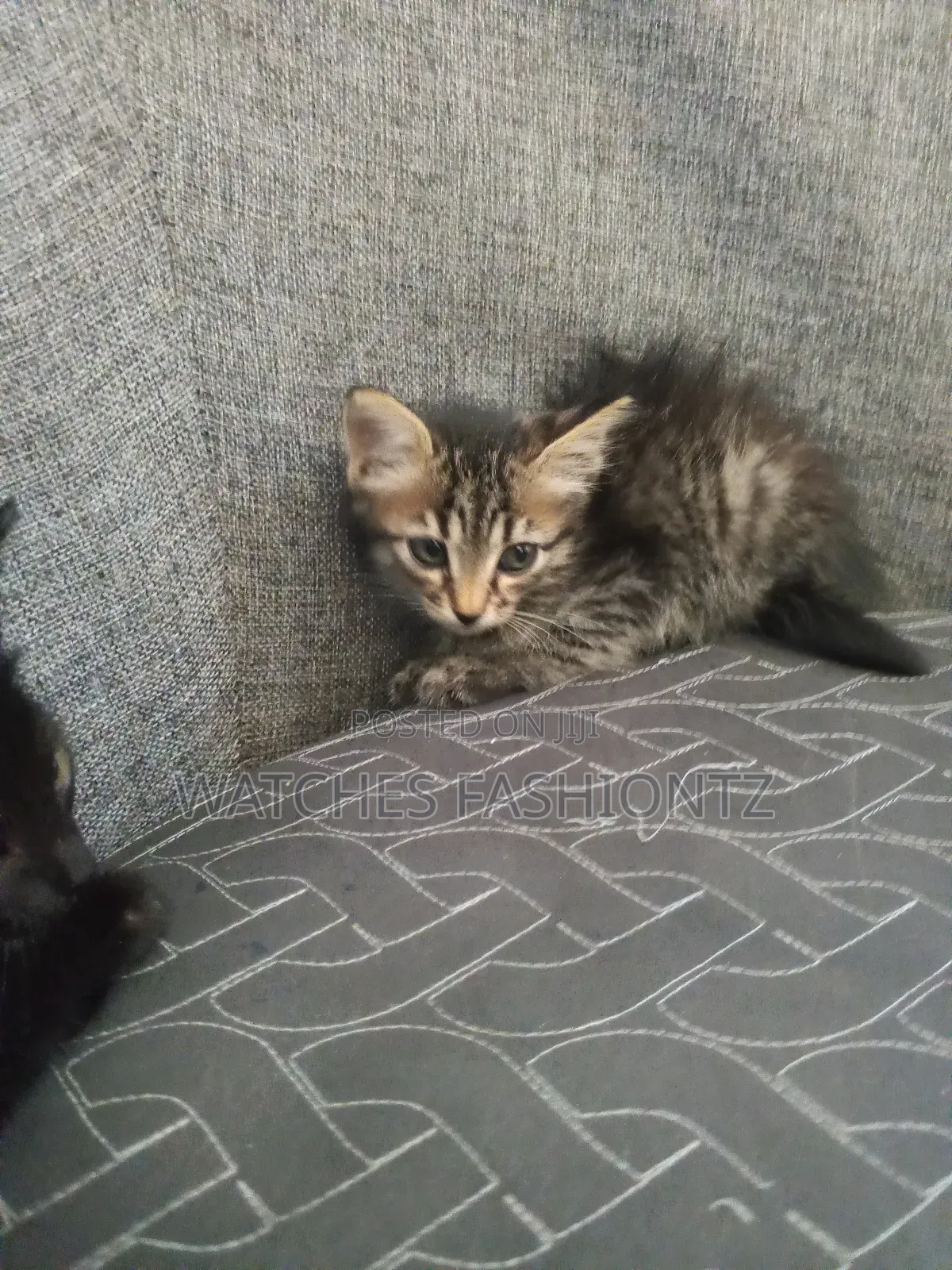 0-1 month Female Purebred Persian