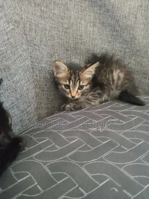 0-1 month Female Purebred Persian
