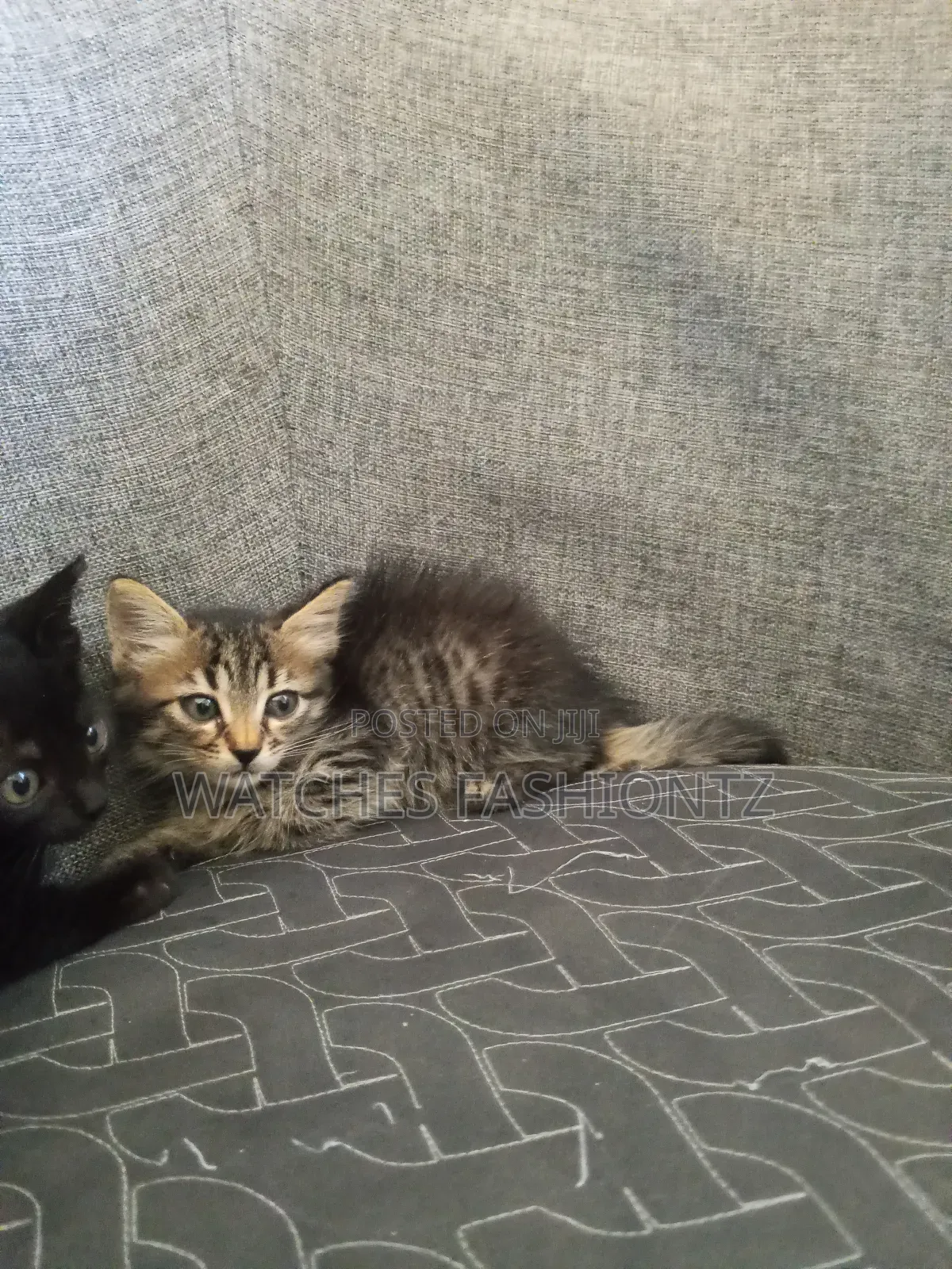 0-1 month Female Purebred Persian