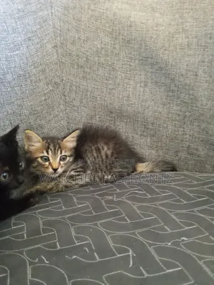 0-1 month Female Purebred Persian