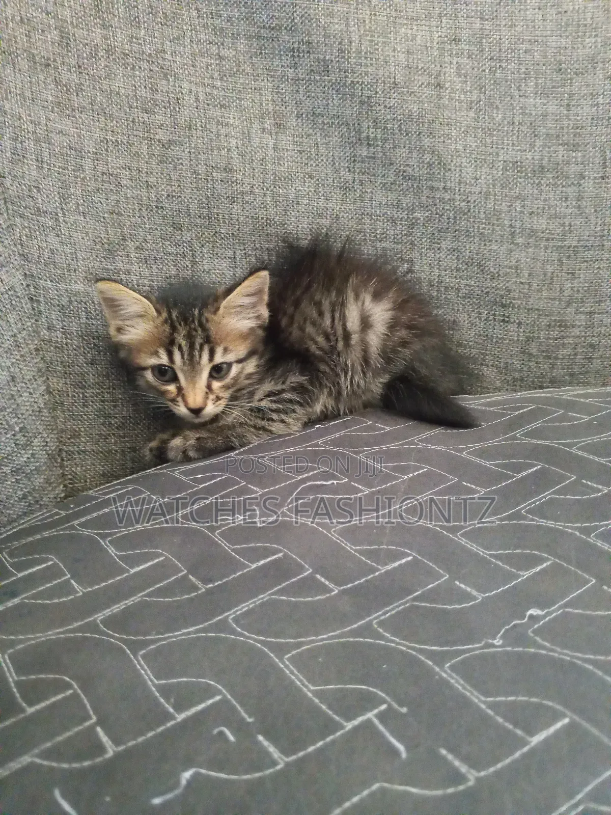 0-1 month Female Purebred Persian