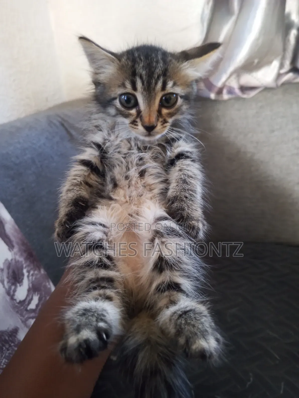0-1 month Female Purebred Persian