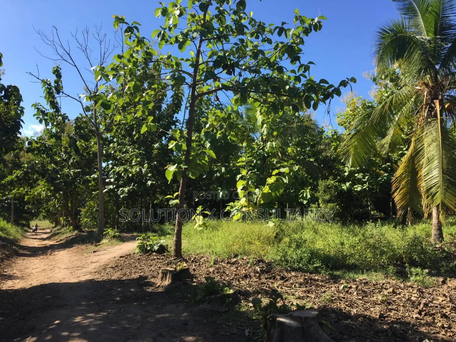 Farm Land With Teak Trees, Mango Trees for Sale at Morogoro - Ifakara