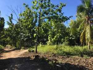 Farm Land With Teak Trees, Mango Trees for Sale at Morogoro - Ifakara