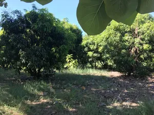 Farm Land With Teak Trees, Mango Trees for Sale at Morogoro - Ifakara