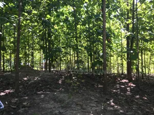 Farm Land With Teak Trees, Mango Trees for Sale at Morogoro - Ifakara