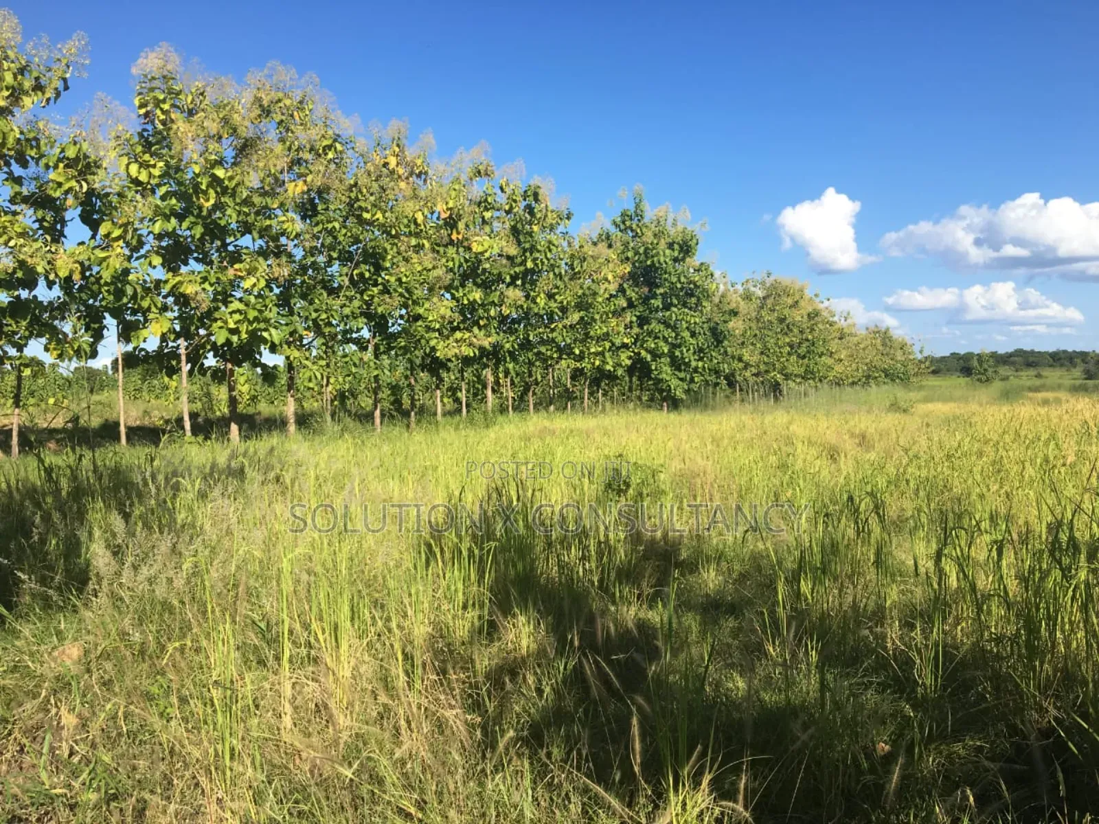 Farm Land With Teak Trees, Mango Trees for Sale at Morogoro - Ifakara