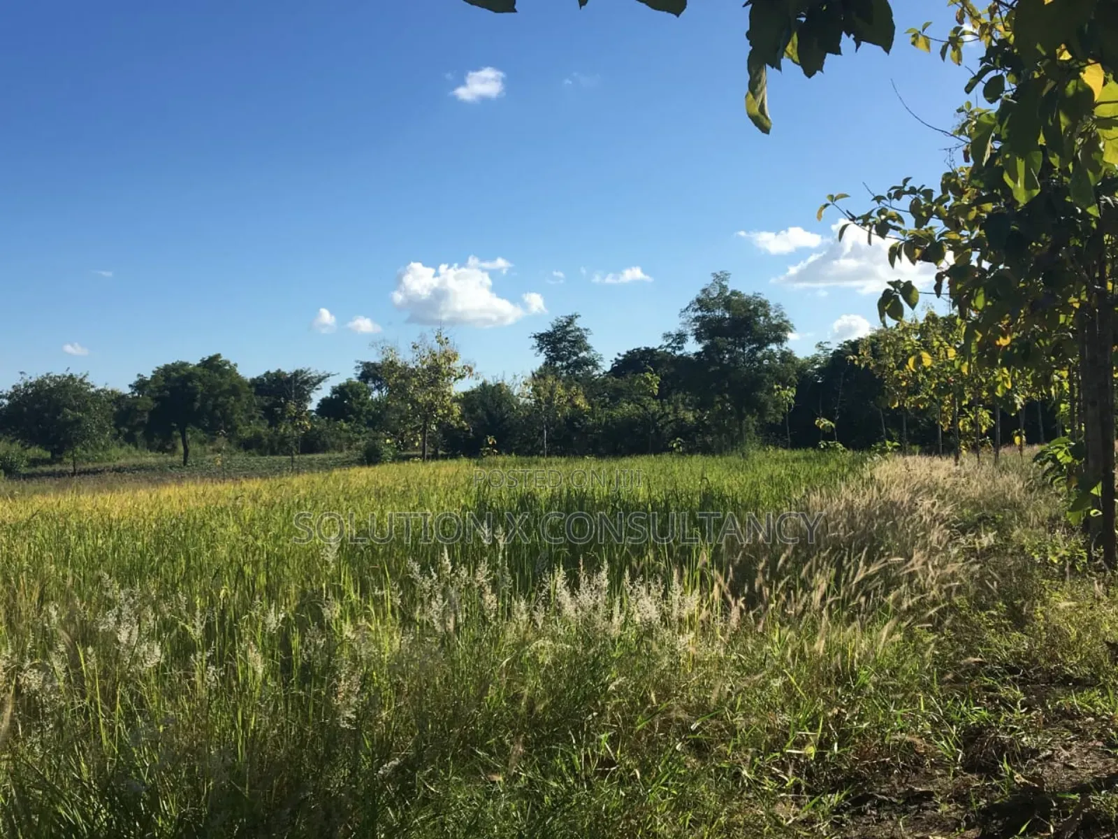 Farm Land With Teak Trees, Mango Trees for Sale at Morogoro - Ifakara