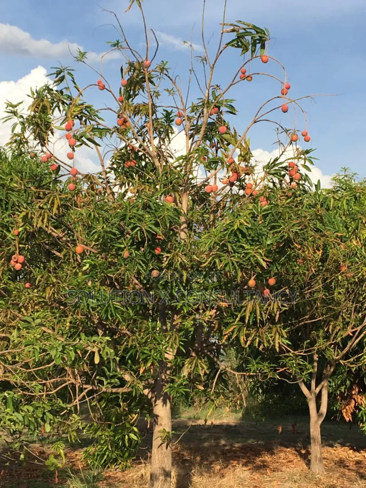 Farm Land With Teak Trees, Mango Trees for Sale at Morogoro - Ifakara