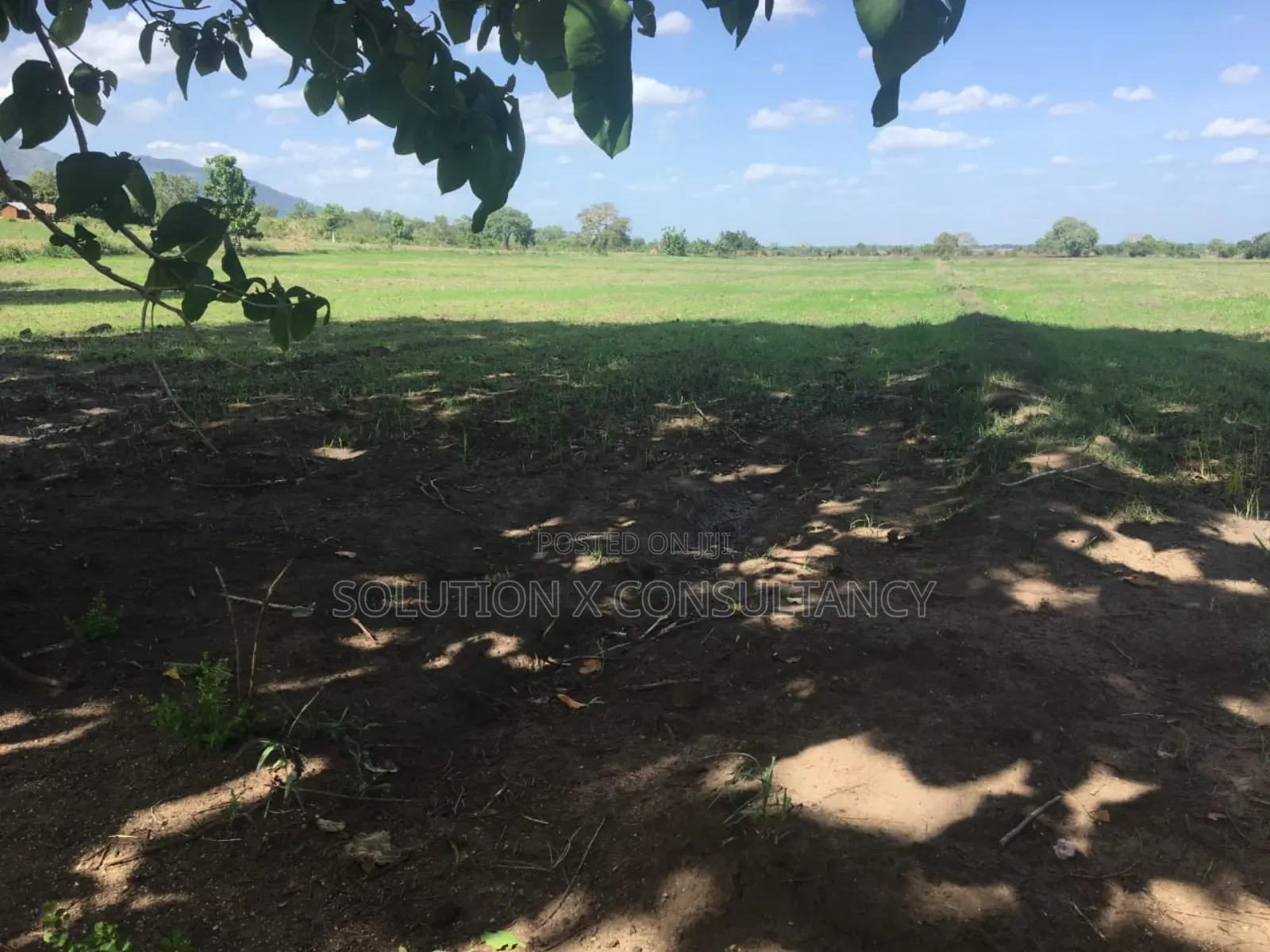 Farm Land With Teak Trees, Mango Trees for Sale at Morogoro - Ifakara
