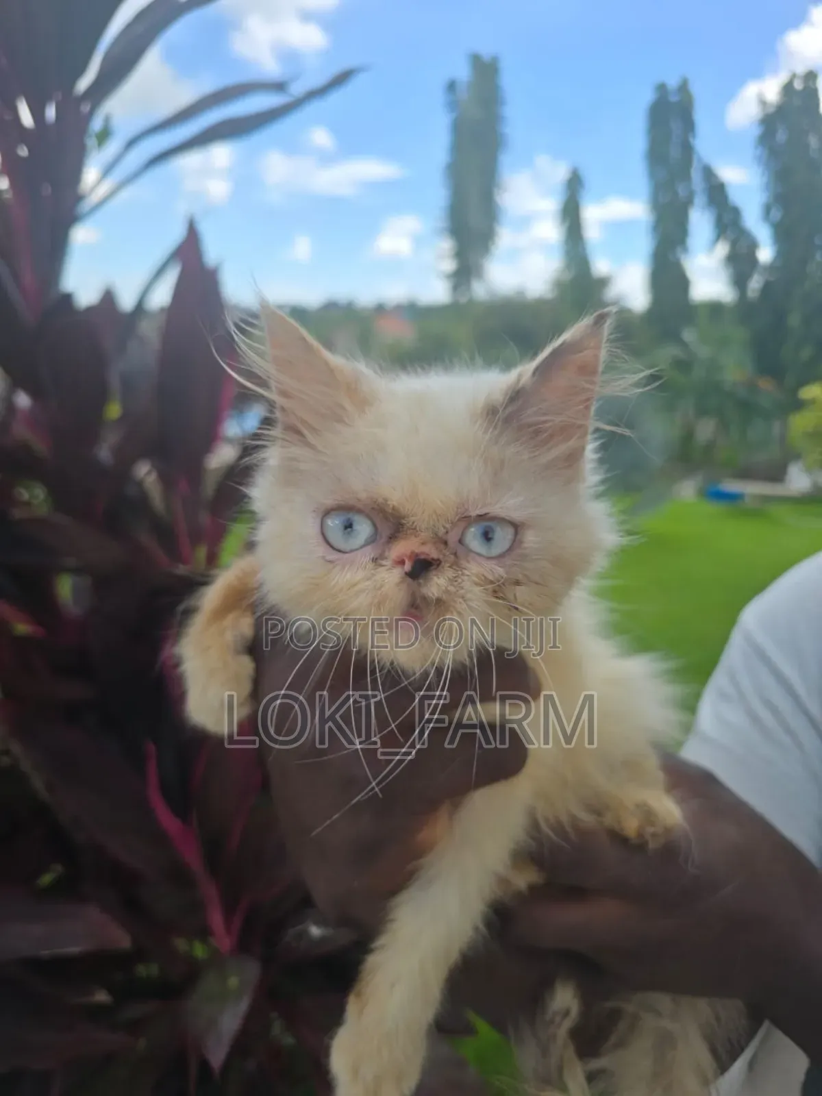 3-6 months Female Purebred Persian