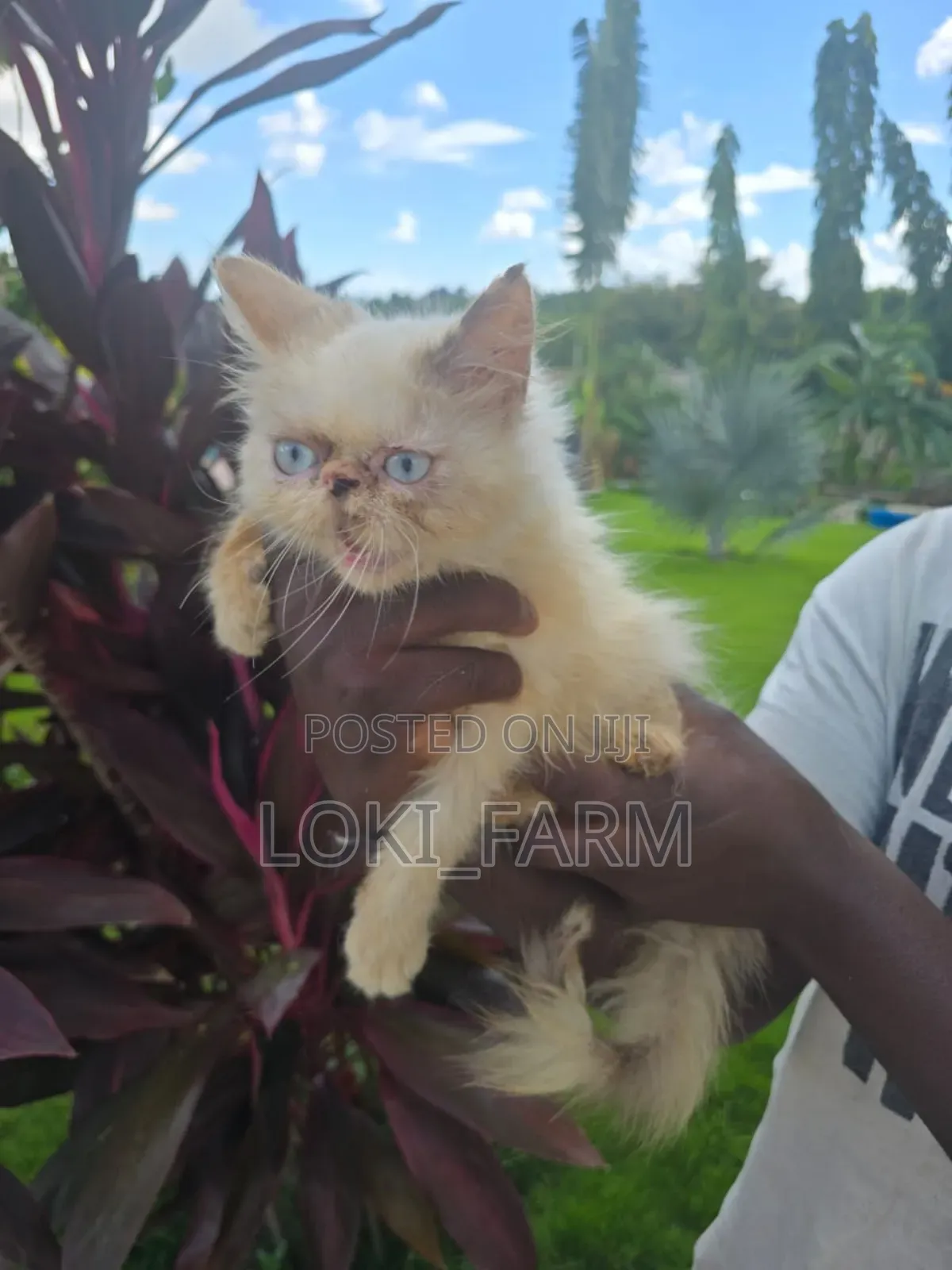 3-6 months Female Purebred Persian
