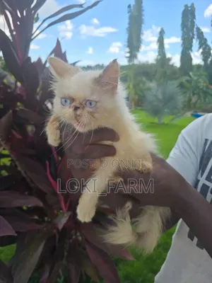 3-6 months Female Purebred Persian