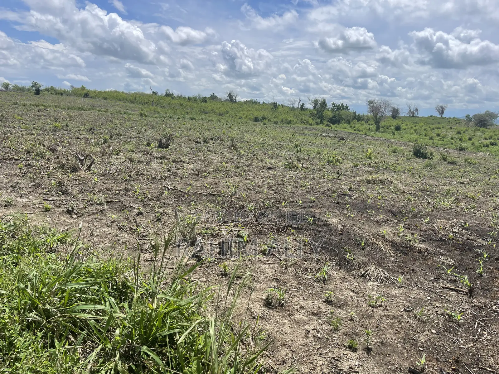 Shamba Linauzwa Kiwangwa Eka 20