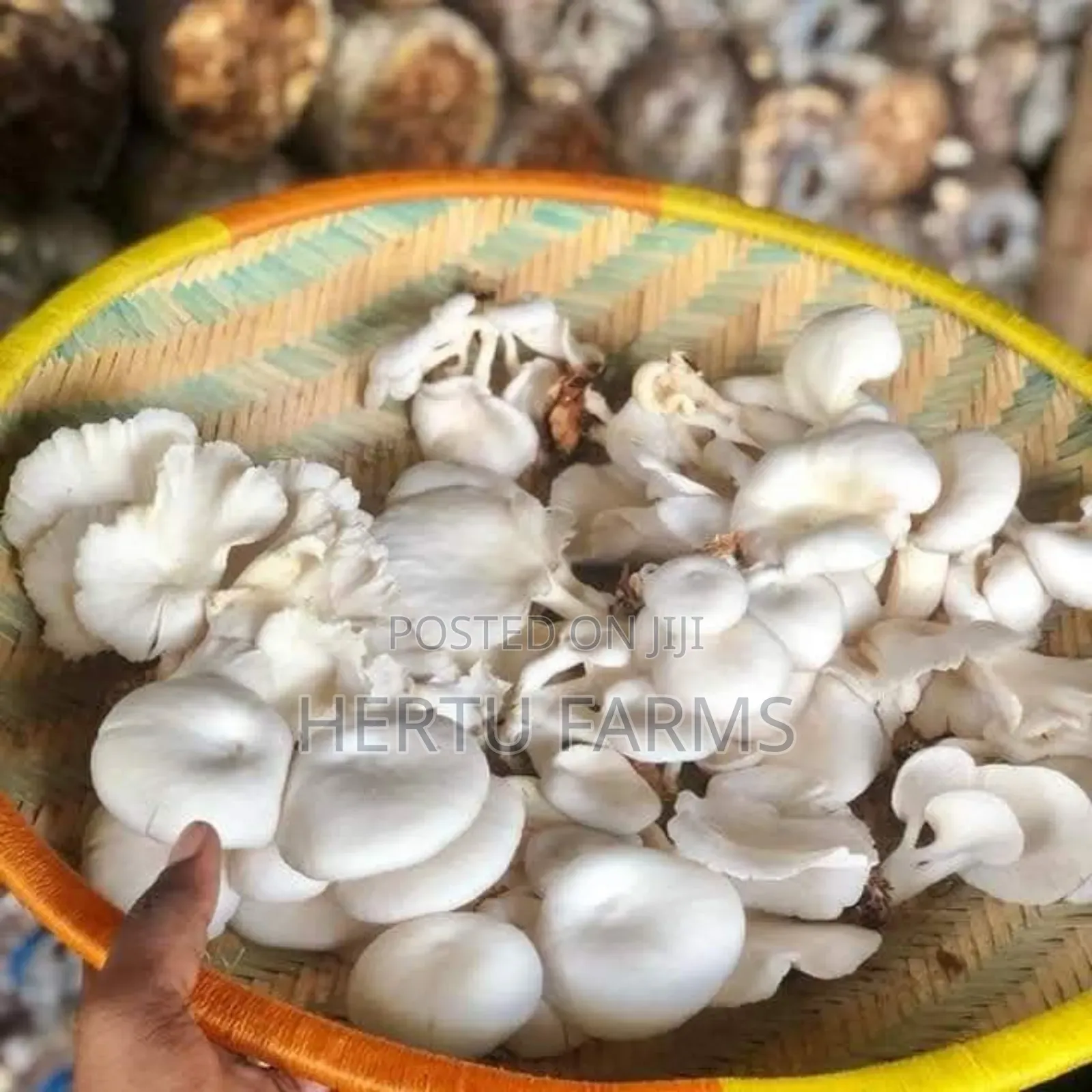 Oyster Mushrooms (Uyoga)