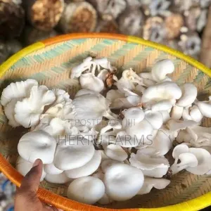 Oyster Mushrooms (Uyoga)