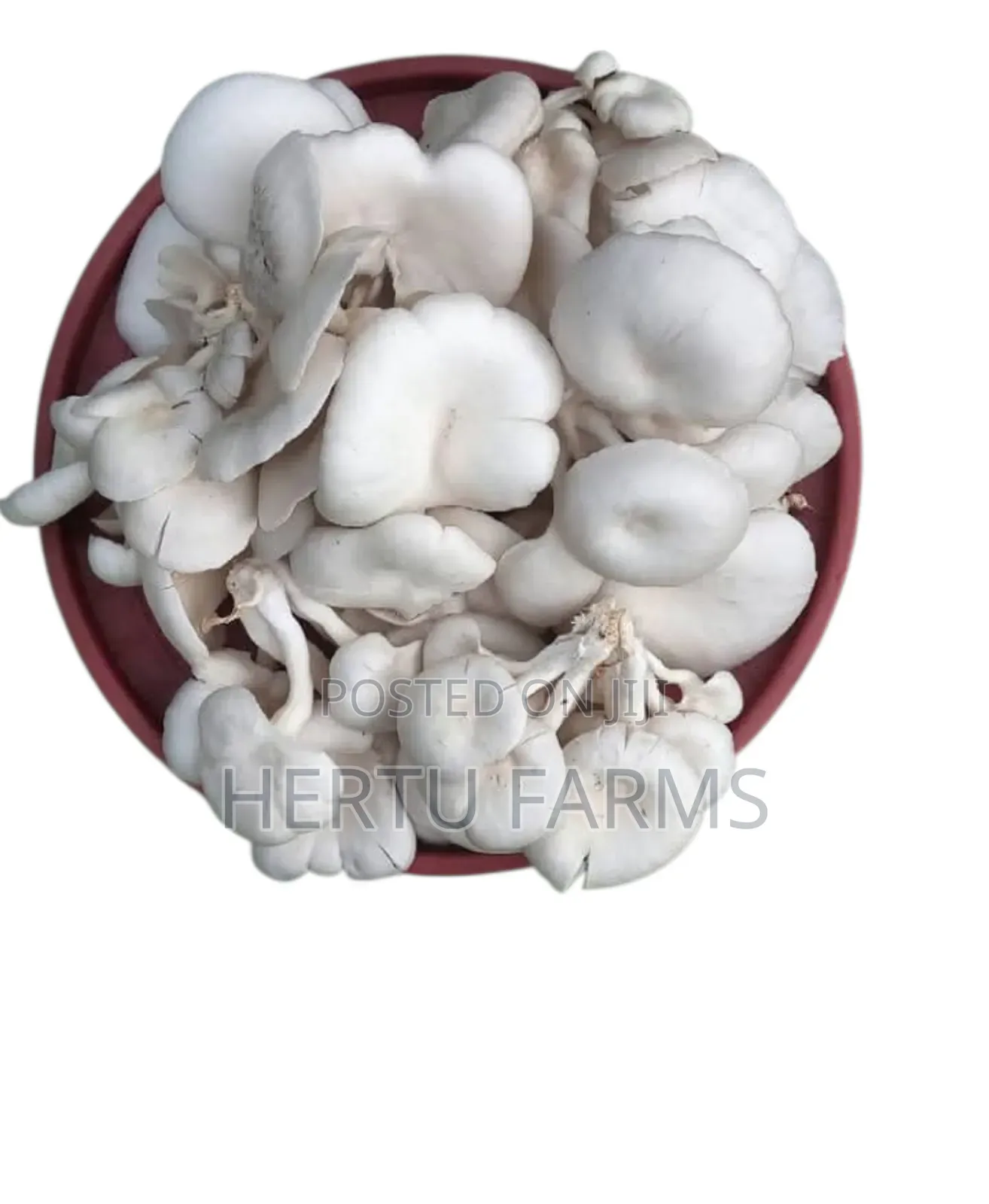 Oyster Mushrooms (Uyoga)