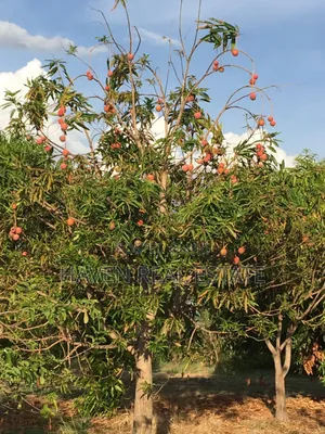 Shamba La Ekari 374 Linauzwa Ifakara Morogoro