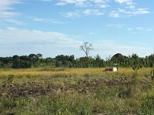 Hector 347 Free Tee Nice Farm at Morogoro Ifakara
