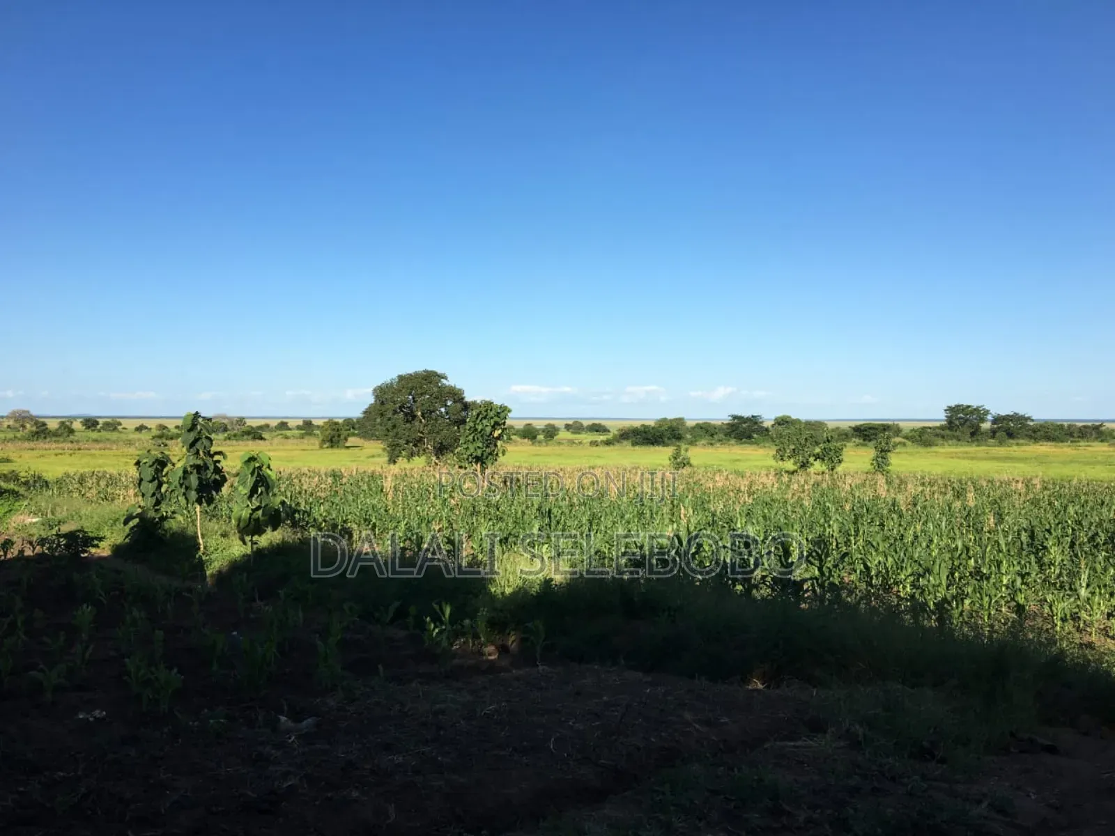 Hector 347 Free Tee Nice Farm at Morogoro Ifakara