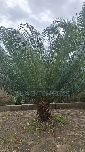 Plants Available for Sale