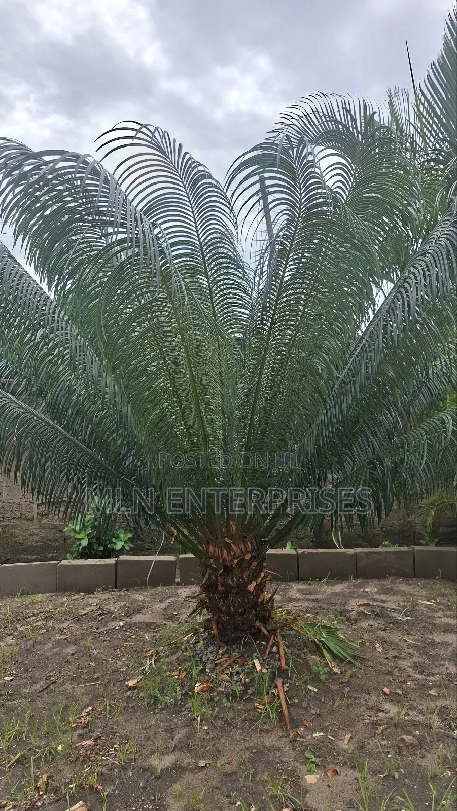 Plants Available for Sale