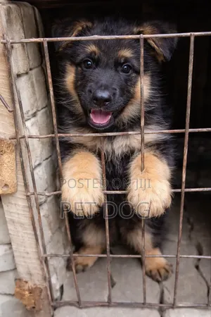 1-3 months Female Purebred German Shepherd